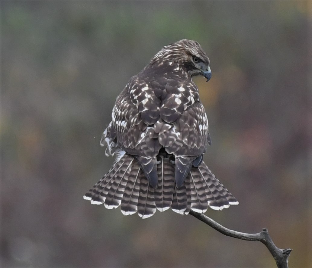 Red-tailed Hawk - ML390751841