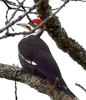Pileated Woodpecker - ML390752001