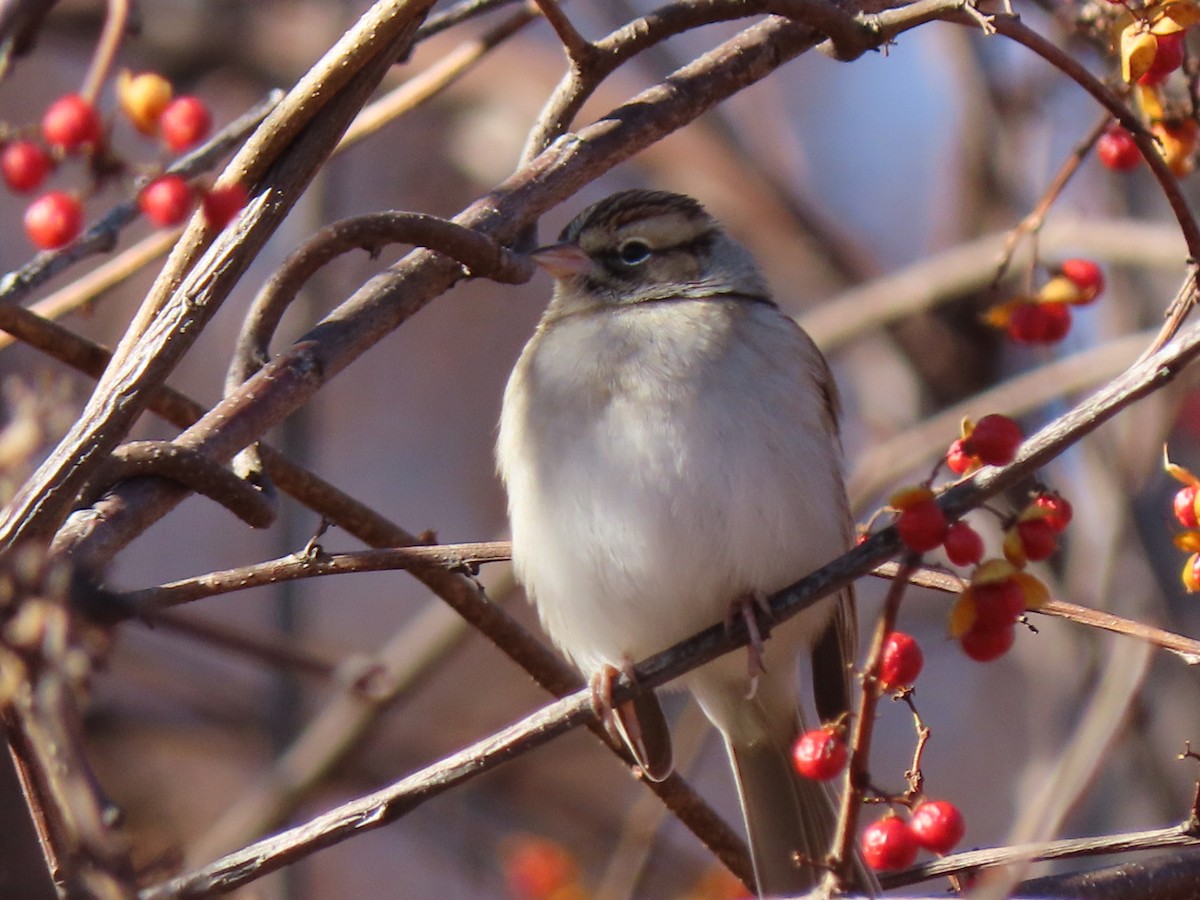 Chipping Sparrow - ML390752041