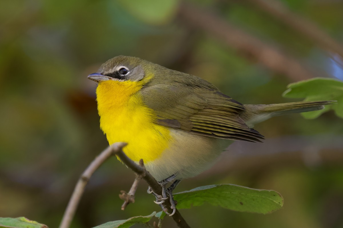 Yellow-breasted Chat - ML390755211