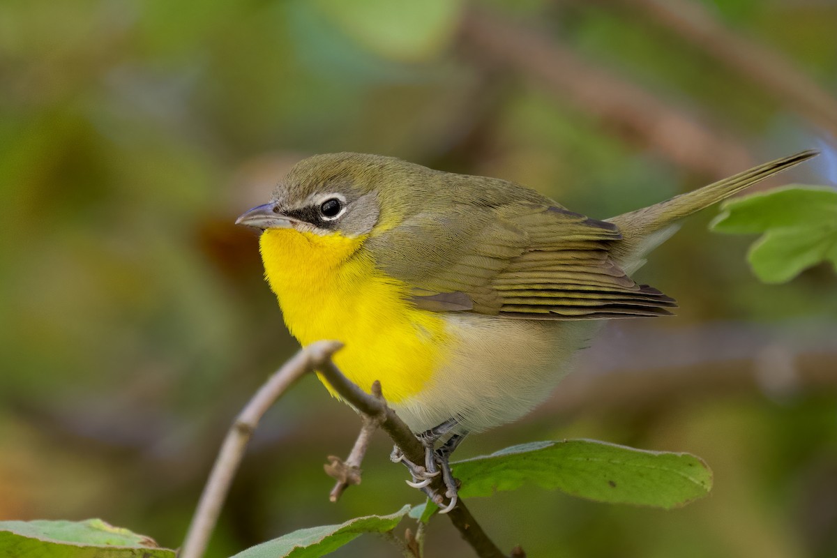 Yellow-breasted Chat - ML390755221