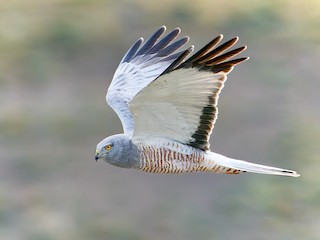  - Cinereous Harrier