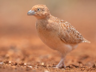  - Little Buttonquail