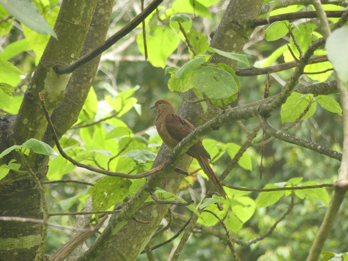 Brown Cuckoo-Dove - ML390762191