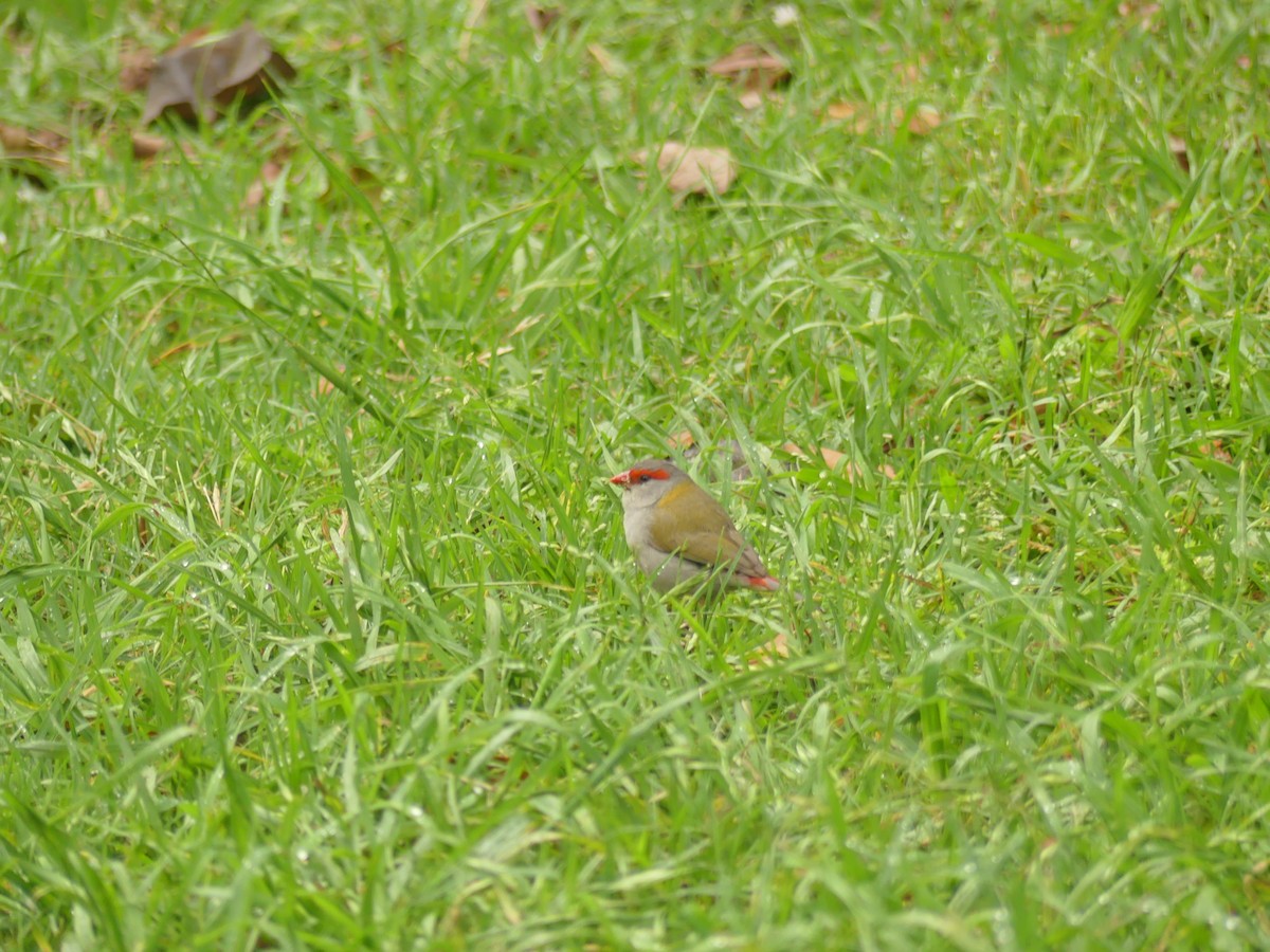 Red-browed Firetail - ML390762501
