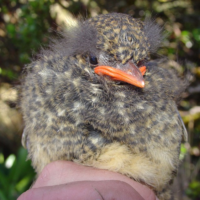 Natal and Post-natal Down in fledgling Tawny Antpitta (subspecies&nbsp;<em class="SciName notranslate">quitensis</em>). - Tawny Antpitta - 
