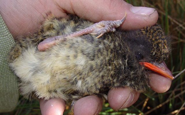 Post-natal Down in fledgling Tawny Antpitta (subspecies&nbsp;<em>quitensis</em>). - Tawny Antpitta - 