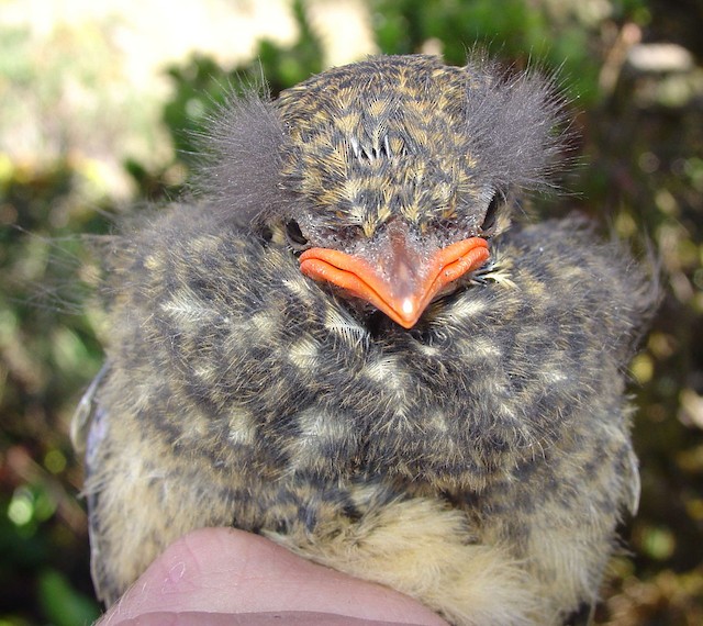 Natal and Post-natal Down in fledgling Tawny Antpitta (subspecies&nbsp;<em>quitensis</em>). - Tawny Antpitta - 