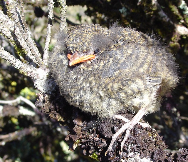 Natal (first) and Post-natal (second) Down in fledgling Tawny Antpitta (subspecies&nbsp;<em class="SciName notranslate">quitensis</em>). - Tawny Antpitta - 