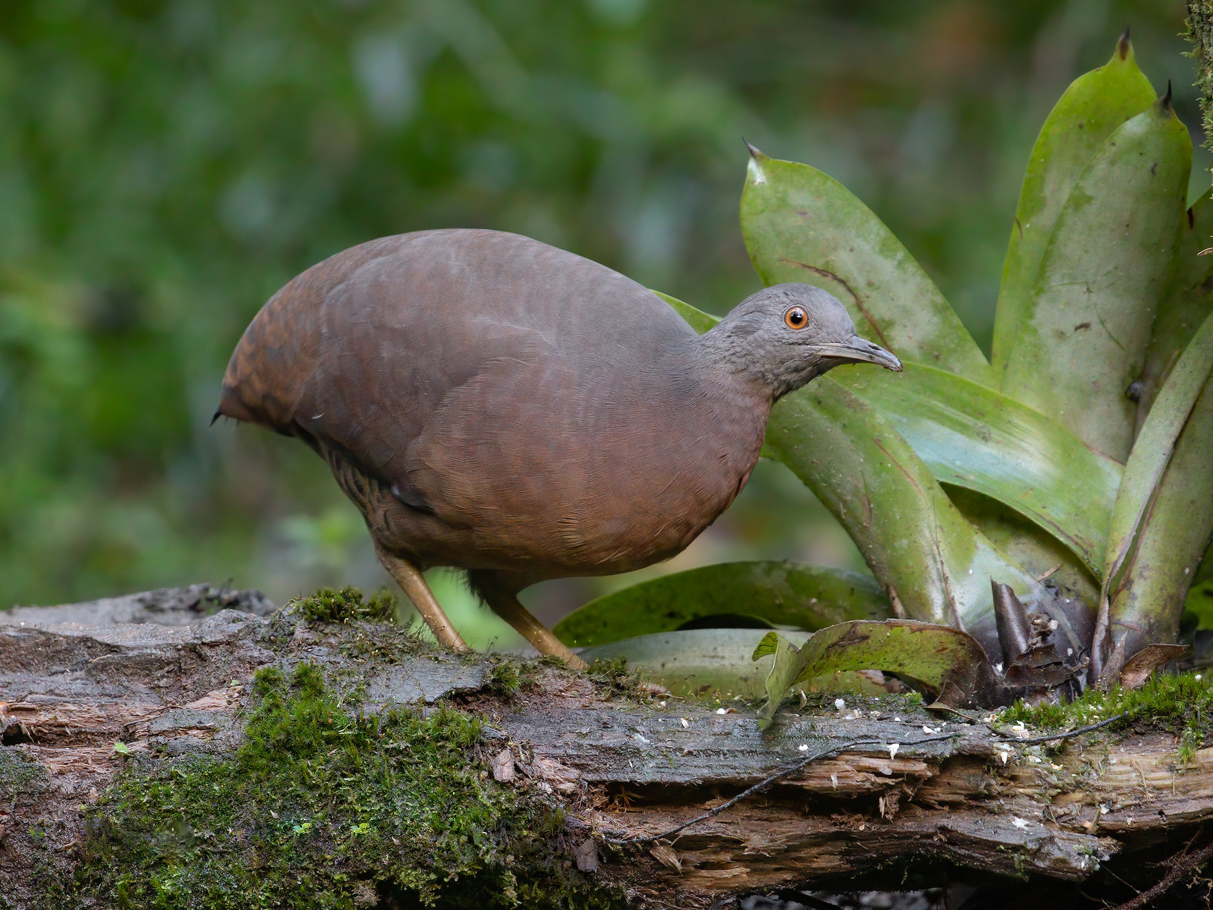 Crypturellus strigulosus