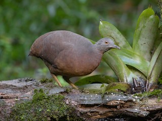 Brown Tinamou - Crypturellus obsoletus - Birds of the World