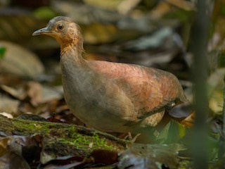 Brazilian Tinamou - Crypturellus strigulosus - Birds of the World