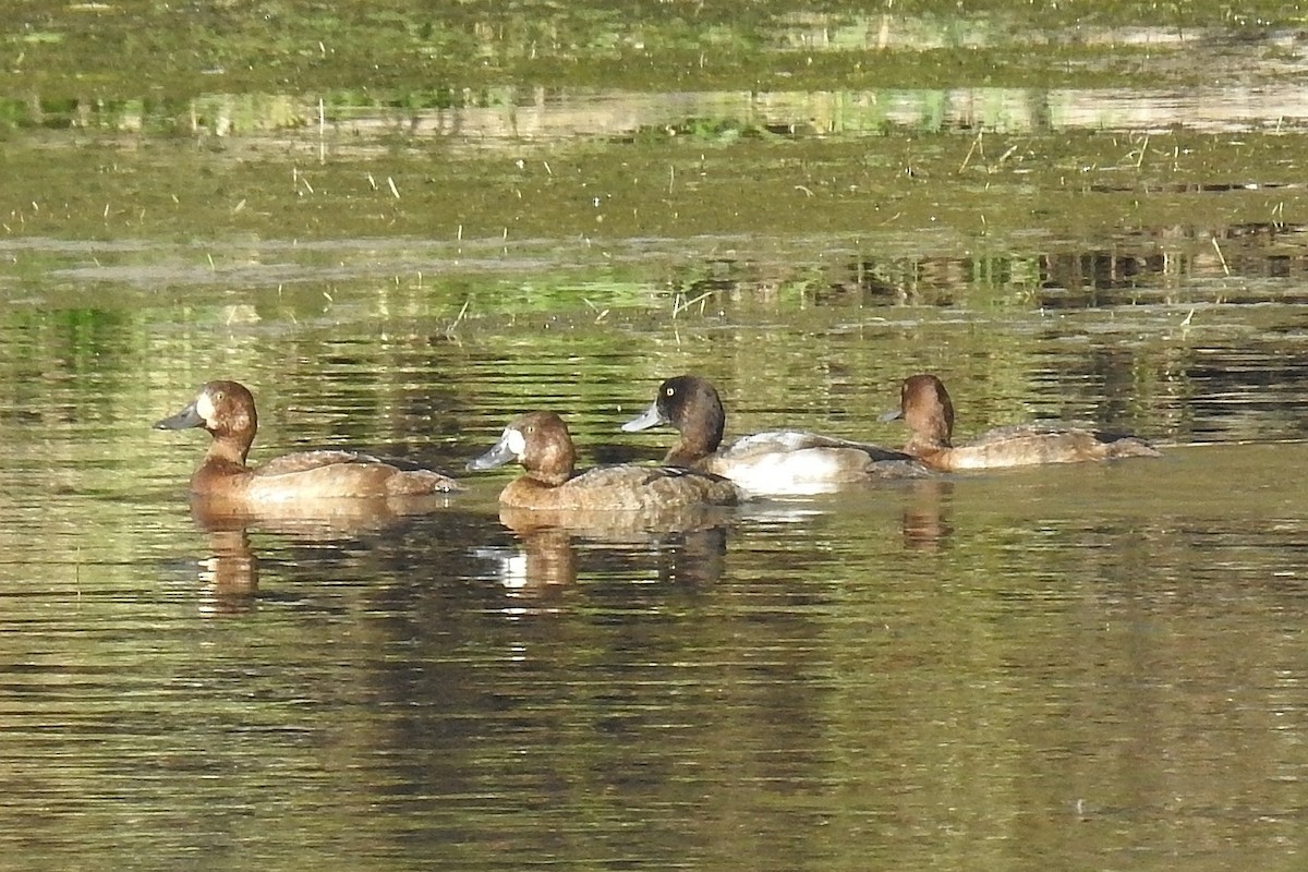 Greater Scaup - Barbara Peck