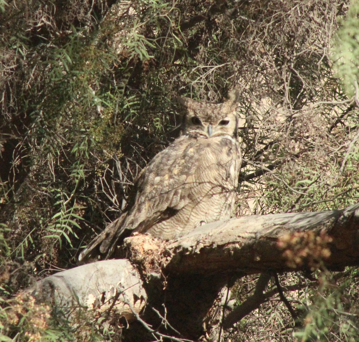 Lesser Horned Owl - ML390769421