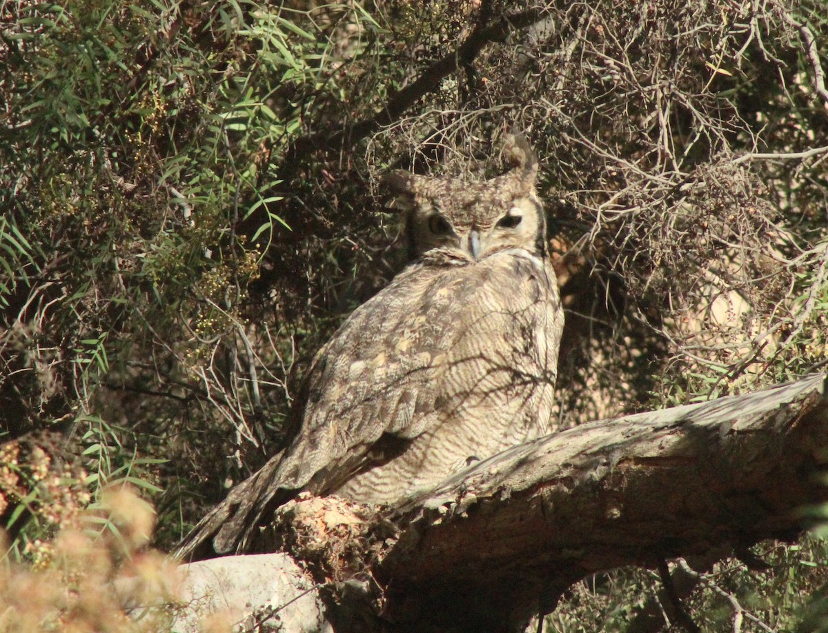 Lesser Horned Owl - ML390769431
