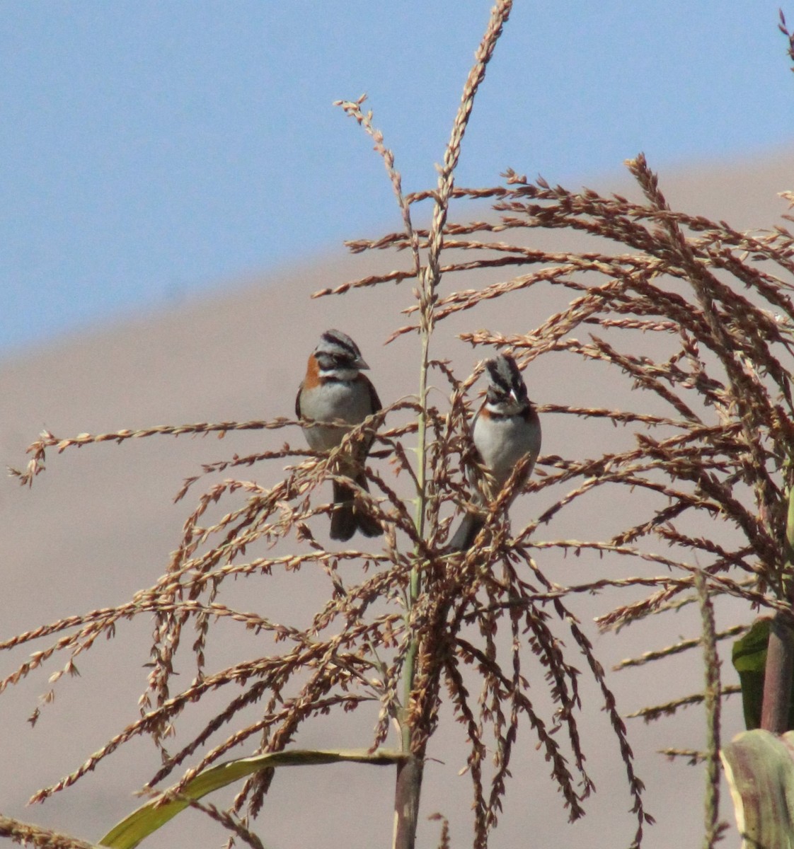 Rufous-collared Sparrow - ML390769831