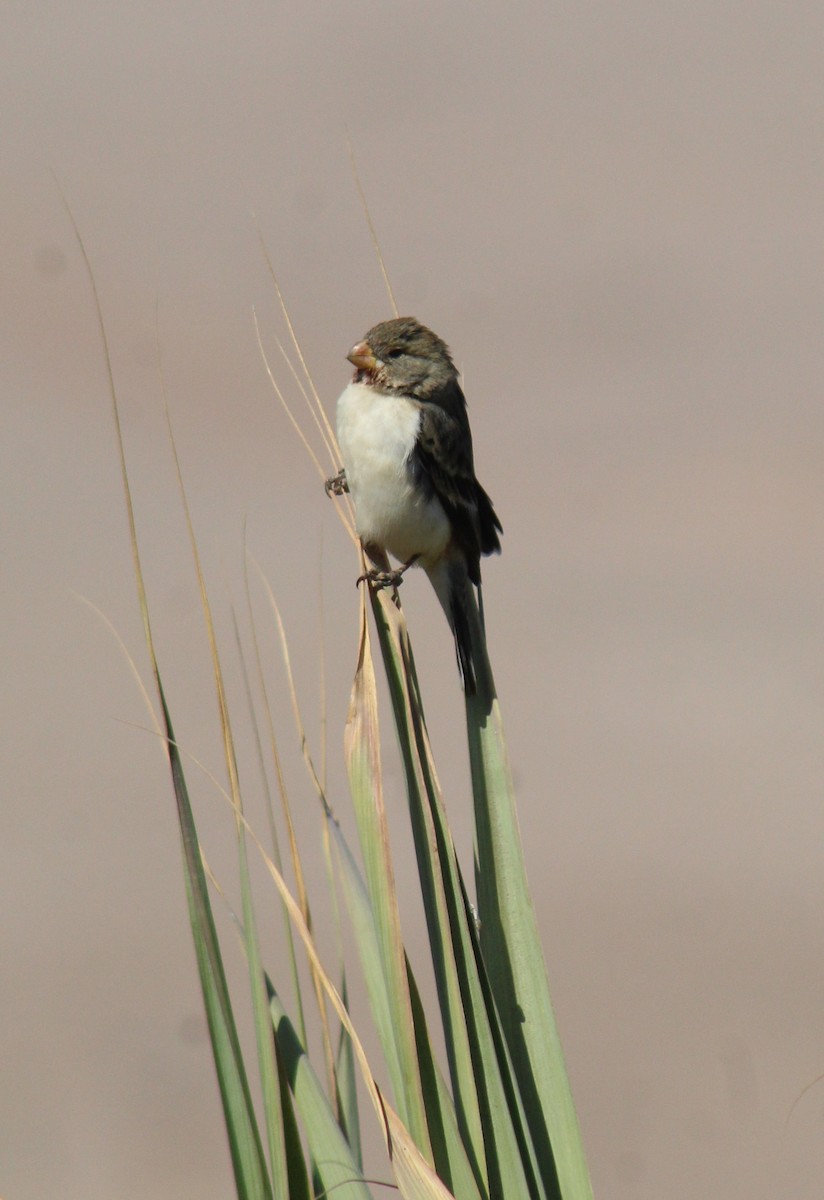 Chestnut-throated Seedeater - ML390769901