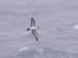  - Bryan's Shearwater