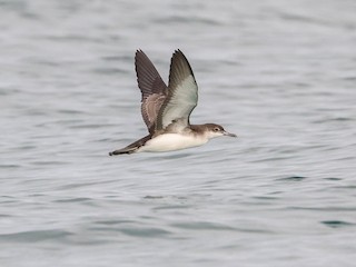  - Fluttering Shearwater