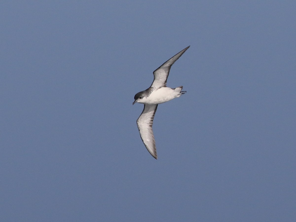 Subantarctic Shearwater - Puffinus elegans - Birds of the World