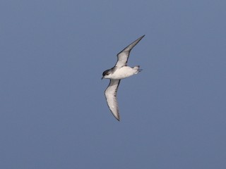  - Subantarctic Shearwater