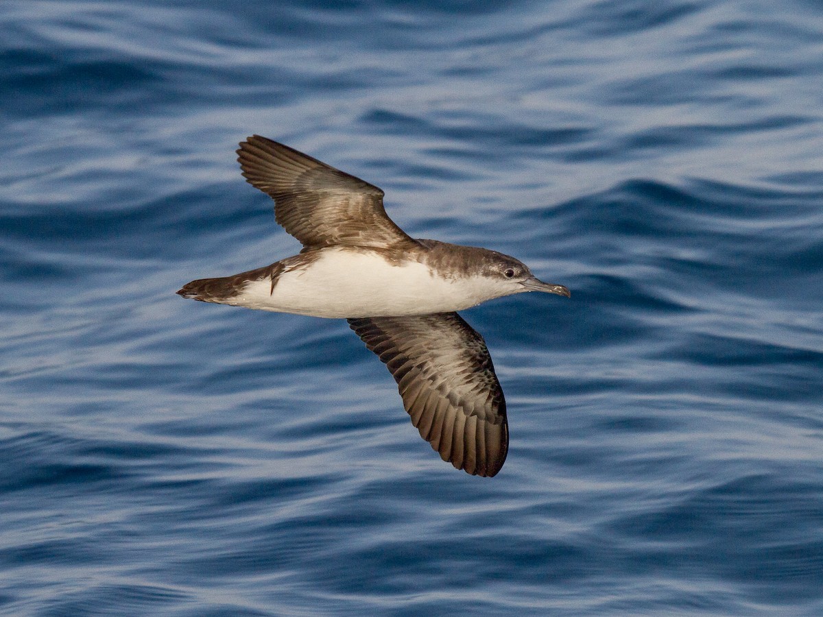 Persian Shearwater - Puffinus persicus - Birds of the World