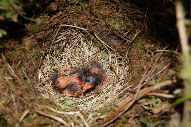 Hatchling Tawny Antpittas in their nest - Tawny Antpitta - 