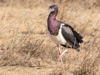  - Abdim's Stork