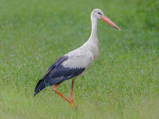  - White Stork