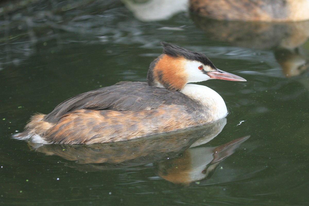 Great Crested Grebe - ML390776911