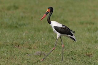  - Saddle-billed Stork