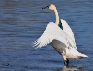 Tundra Swan (Whistling), ML390778441