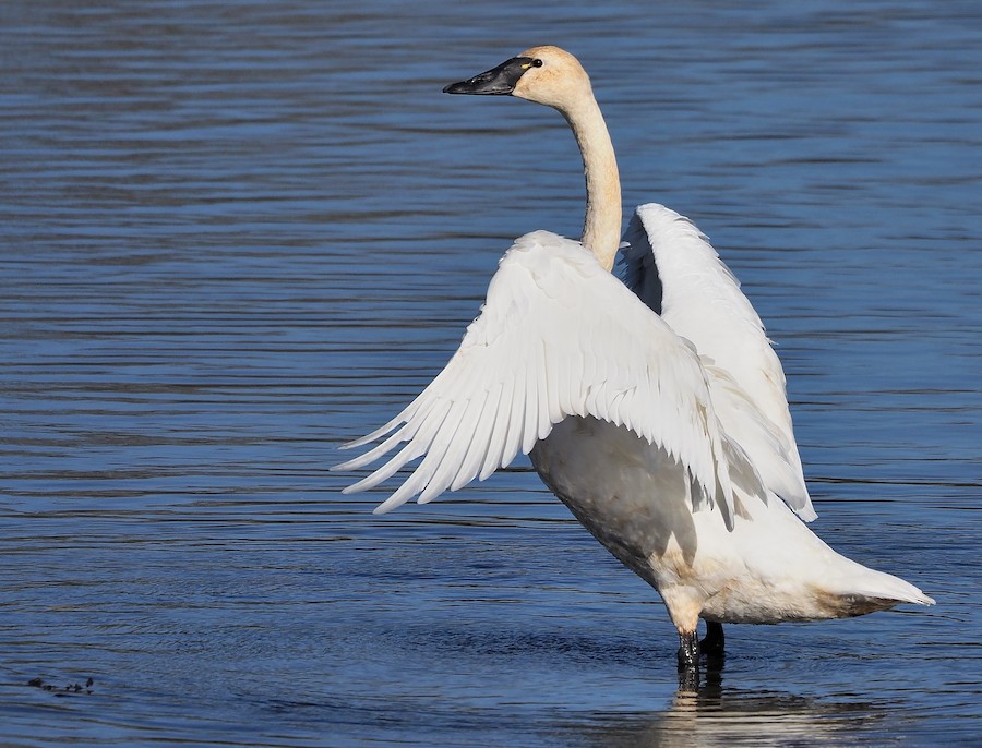 Tundra Swan