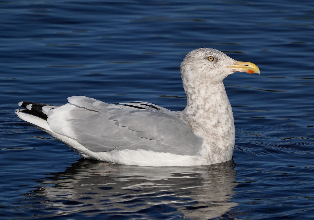 Herring Gull (American) - ML390779091