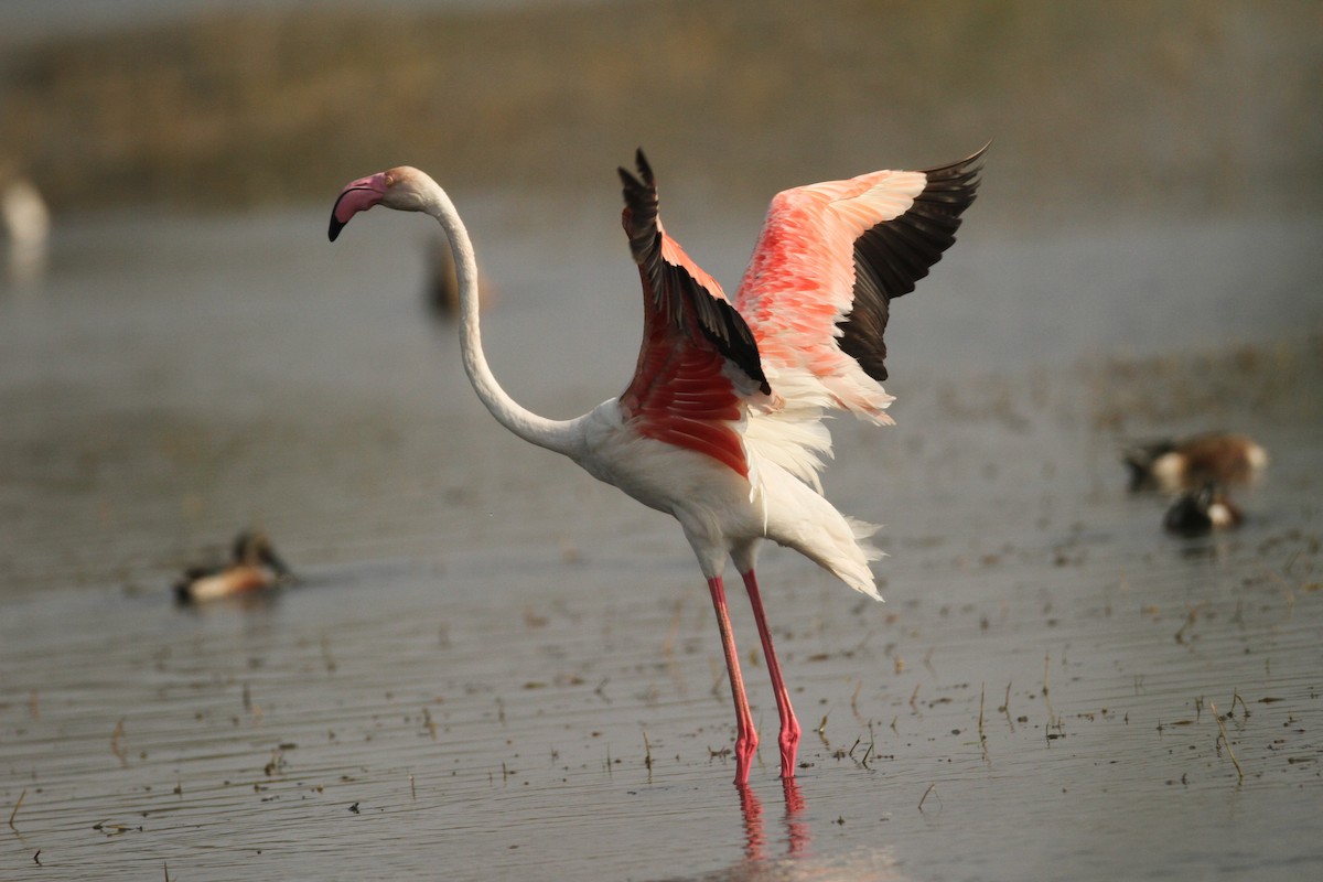 Greater Flamingo - ML390779251