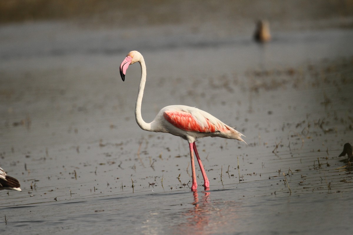 Greater Flamingo - ML390779331