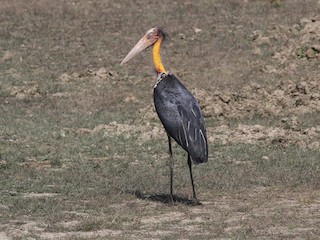  - Lesser Adjutant