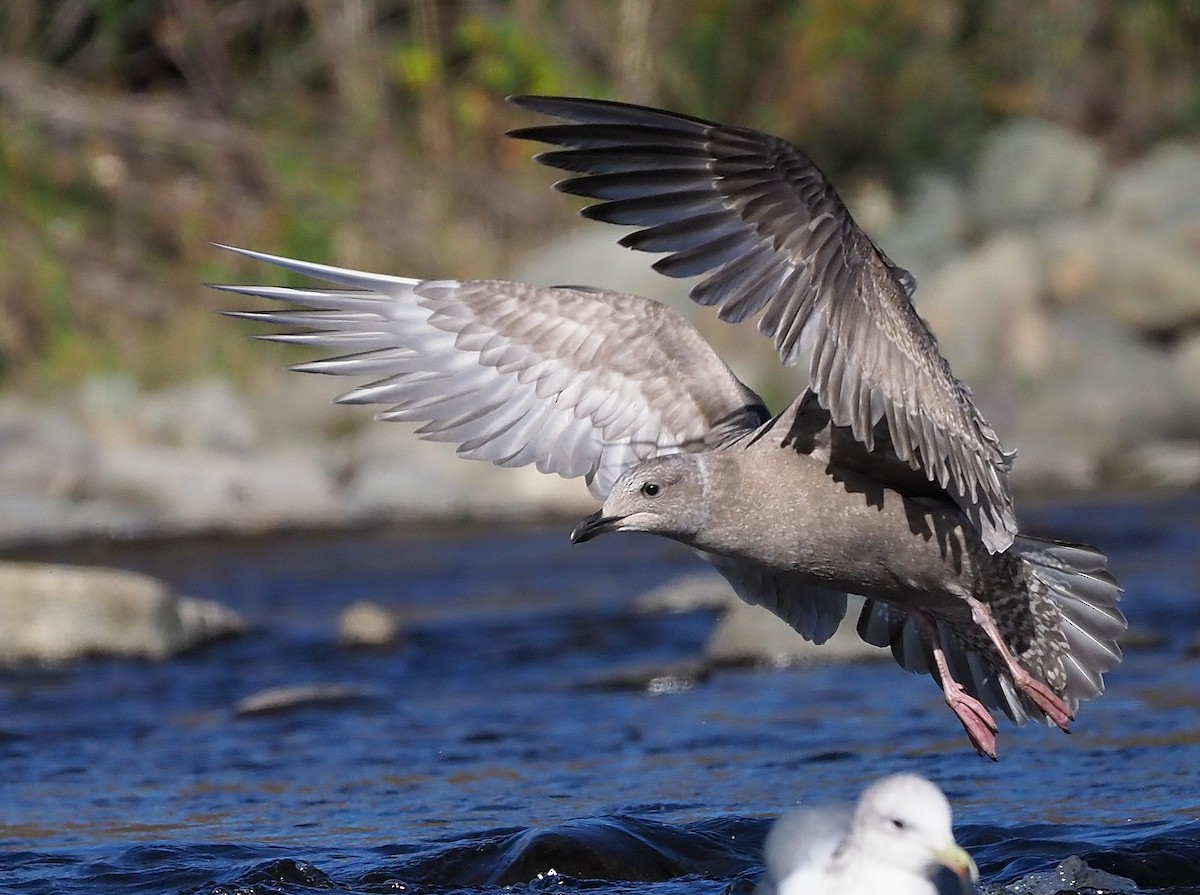Herring x Glaucous-winged Gull (hybrid) - Aidan Brubaker