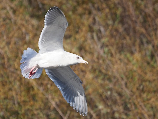 Herring x Glaucous-winged Gull (hybrid)