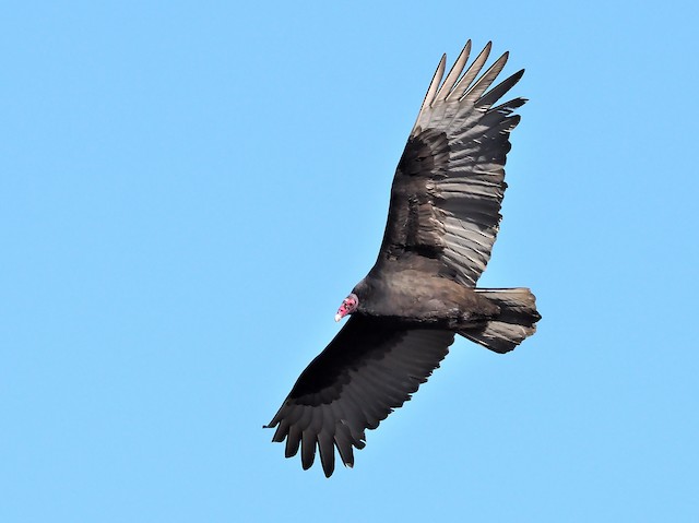 Turkey Vulture