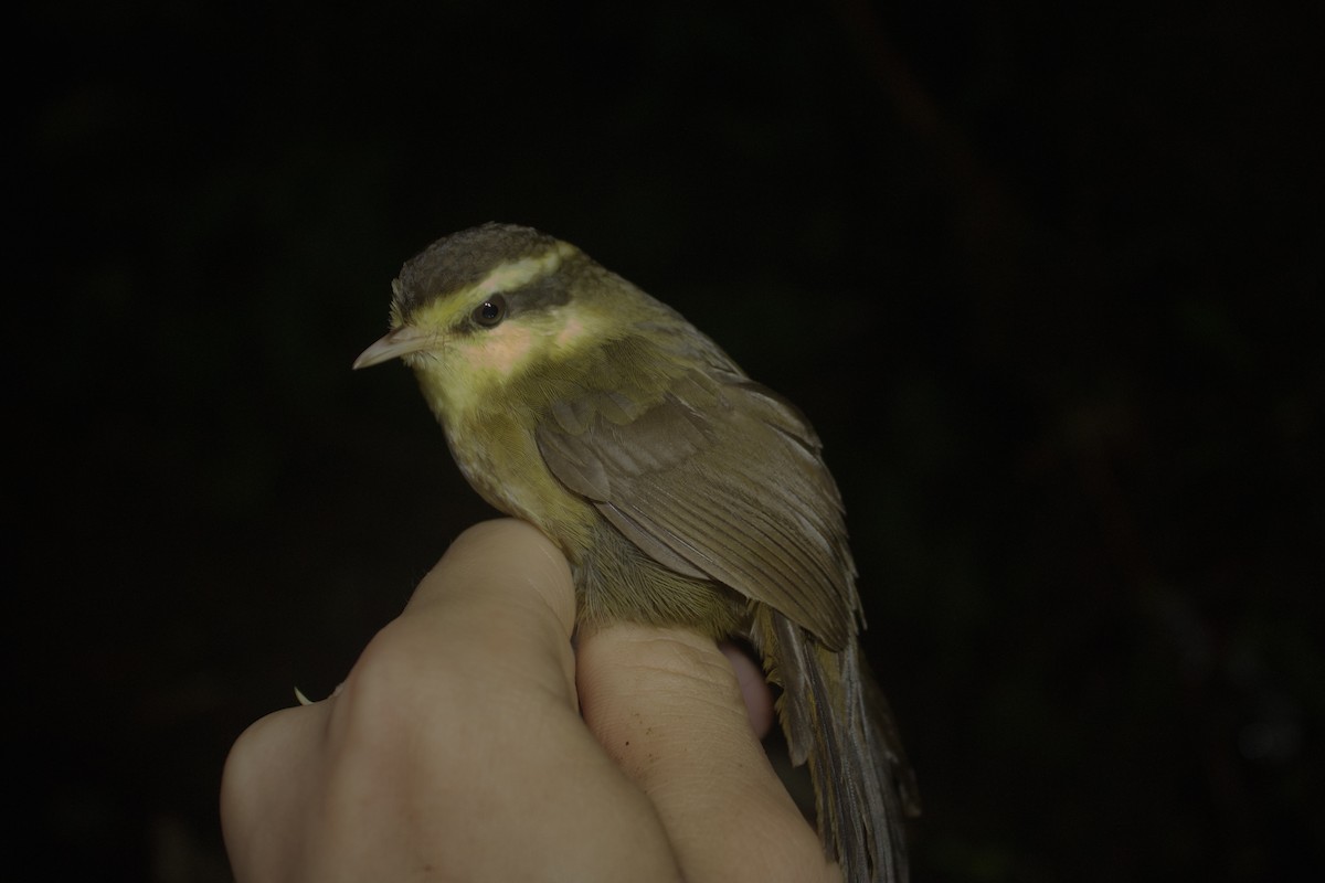 Yellow-browed Oxylabes - ML390780301