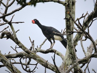  - Wattled Curassow