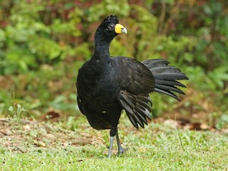  - Black Curassow