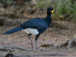  - Yellow-knobbed Curassow