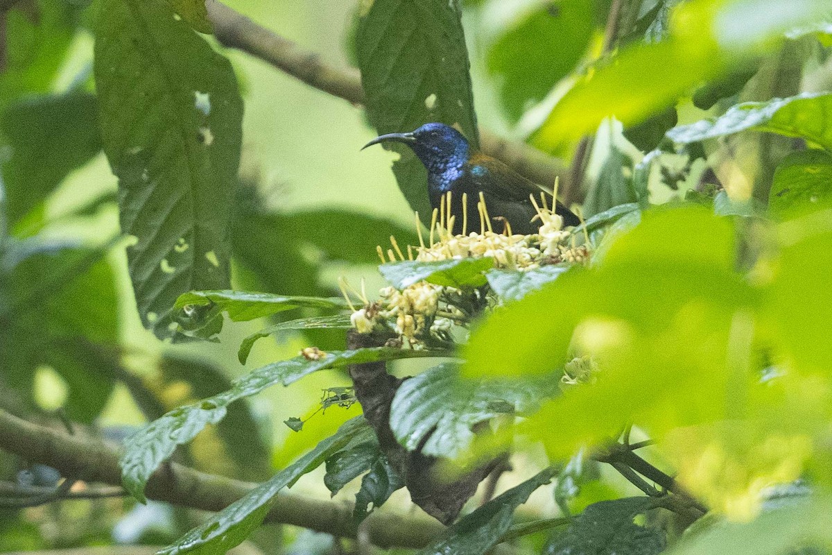 Blue-headed Sunbird - ML390781581