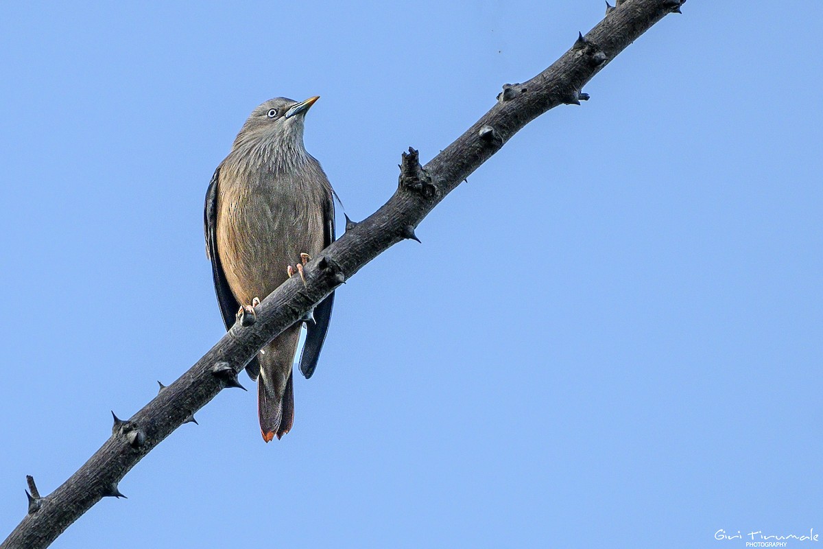 Chestnut-tailed Starling - Giri Tirumale