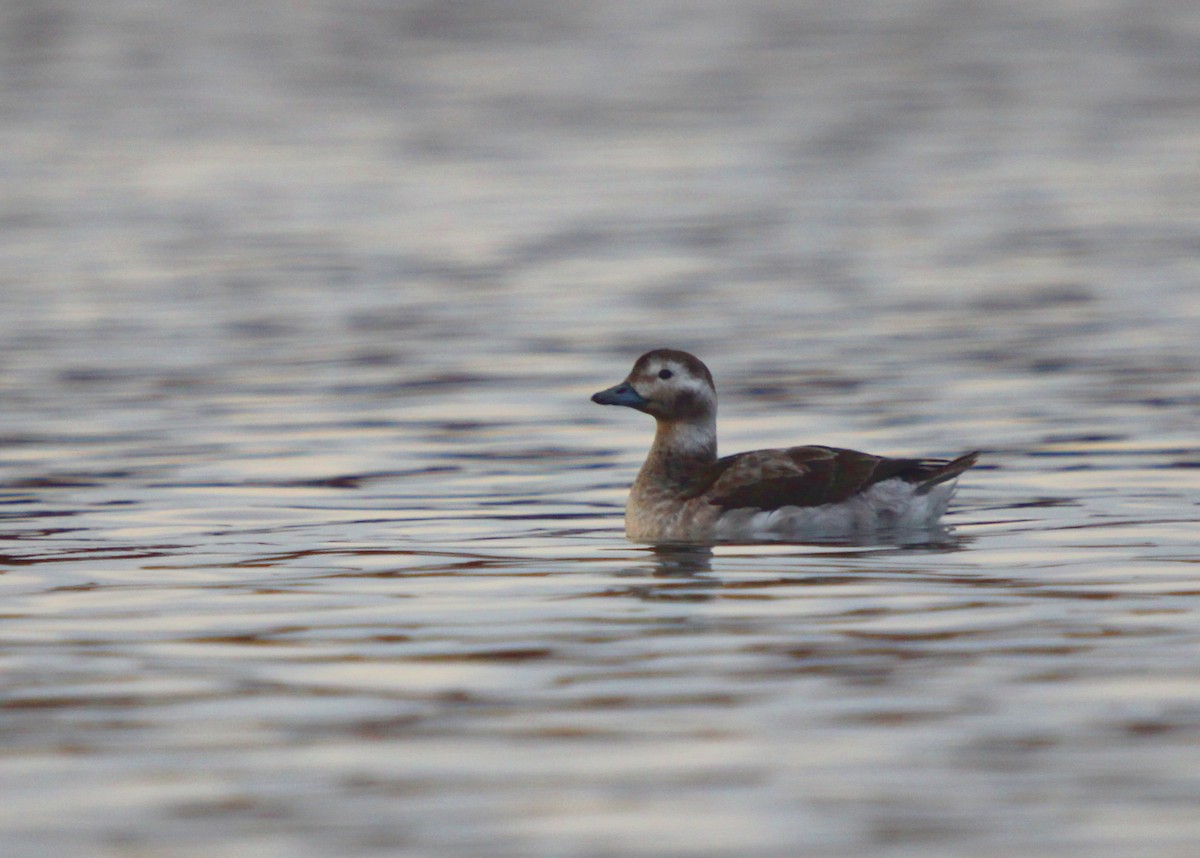 Long-tailed Duck - Dylan Pedro