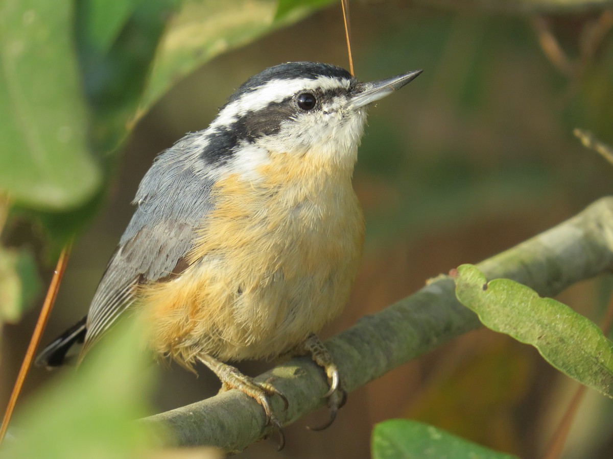 Red-breasted Nuthatch - Andrew Bell