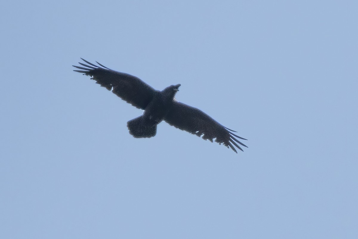 Common Raven - Göktuğ  Güzelbey