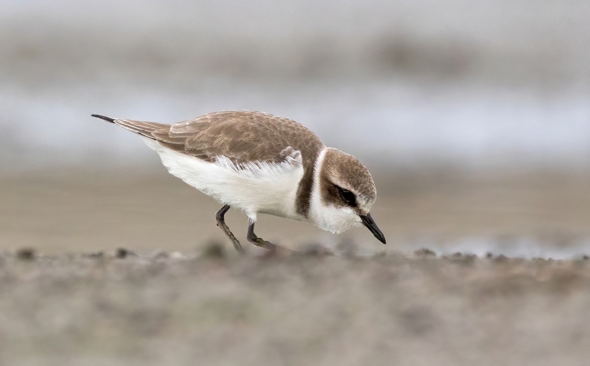Kentish Plover - Dave Bakewell